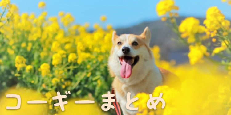 短足がかわいいコーギー